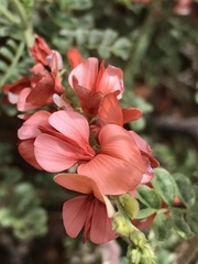 Indigofera heterotricha