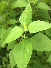 Lorentzianthus viscidus