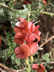 Indigofera heterotricha