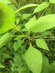 Lorentzianthus viscidus