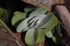 Kalanchoe luciae