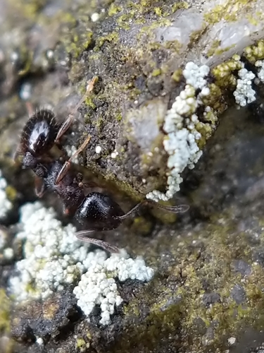 Long-spined Acorn Ant photo 3