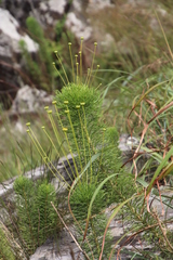 Euryops pedunculatus