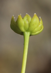 Euryops pedunculatus