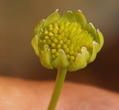 Euryops pedunculatus