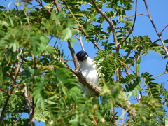 Xenopsaris albinucha