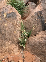 Albuca virens