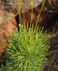 Euryops pedunculatus