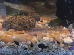 Percopsis omiscomaycus