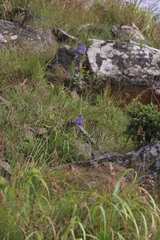Agapanthus inapertus pendulus