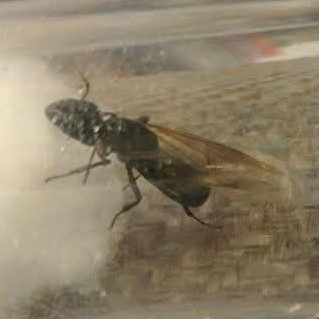 Eastern black carpenter ant