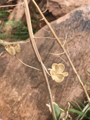 Albuca virens