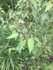 Croton lachnostachyus
