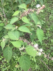 Croton lachnostachyus
