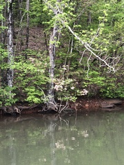 Rhododendron alabamense