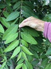 Ailanthus fordii