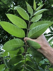 Ailanthus fordii