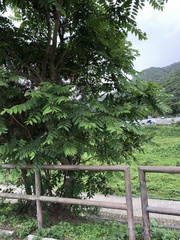 Ailanthus fordii
