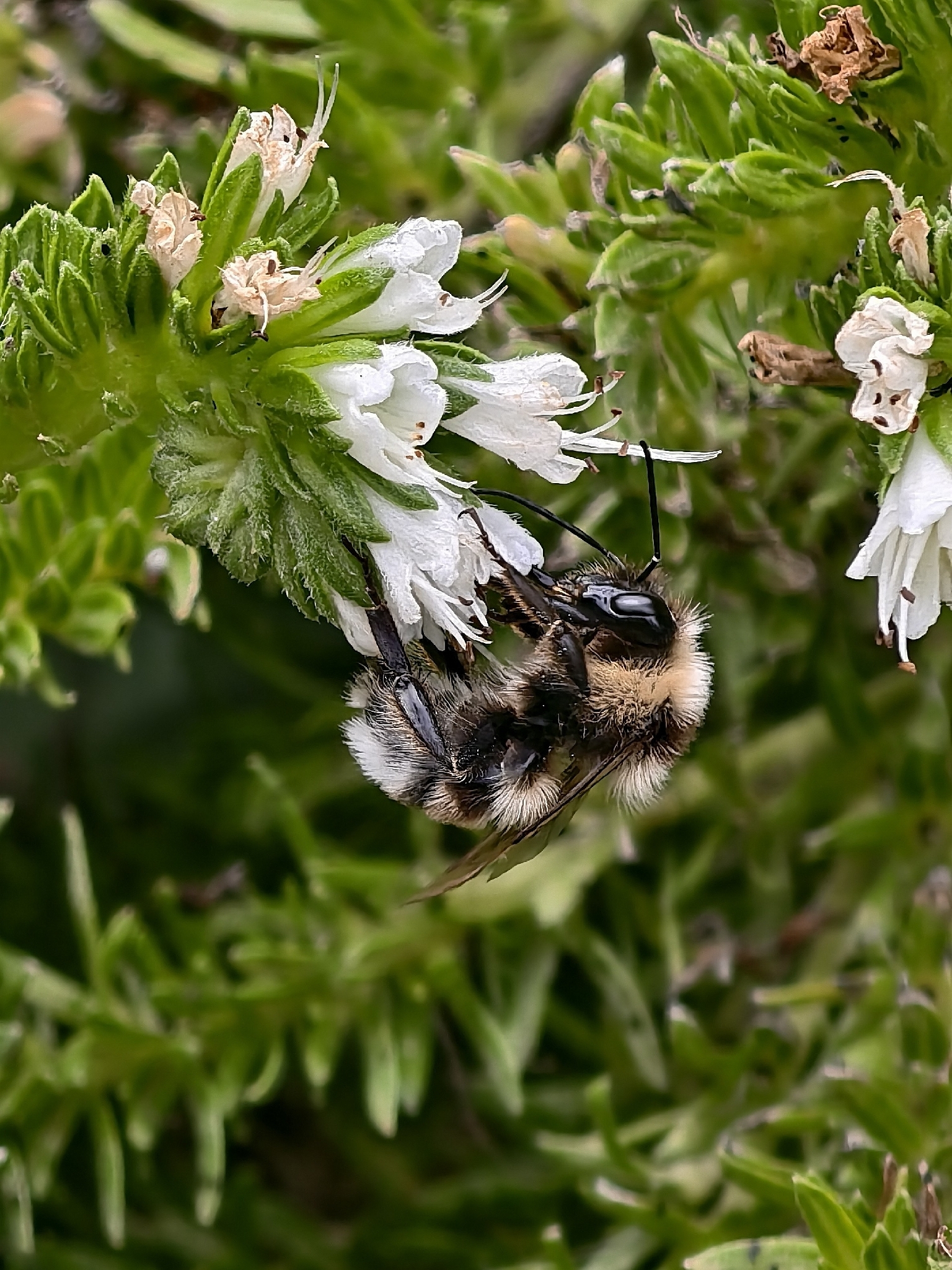 Bombus ruderatus