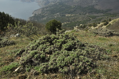 Astragalus arnacantha