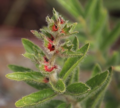 Acalypha caperonioides galpinii
