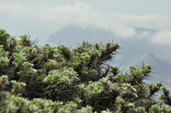 Astragalus arnacantha