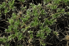 Astragalus arnacantha