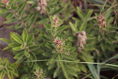 Acalypha caperonioides galpinii