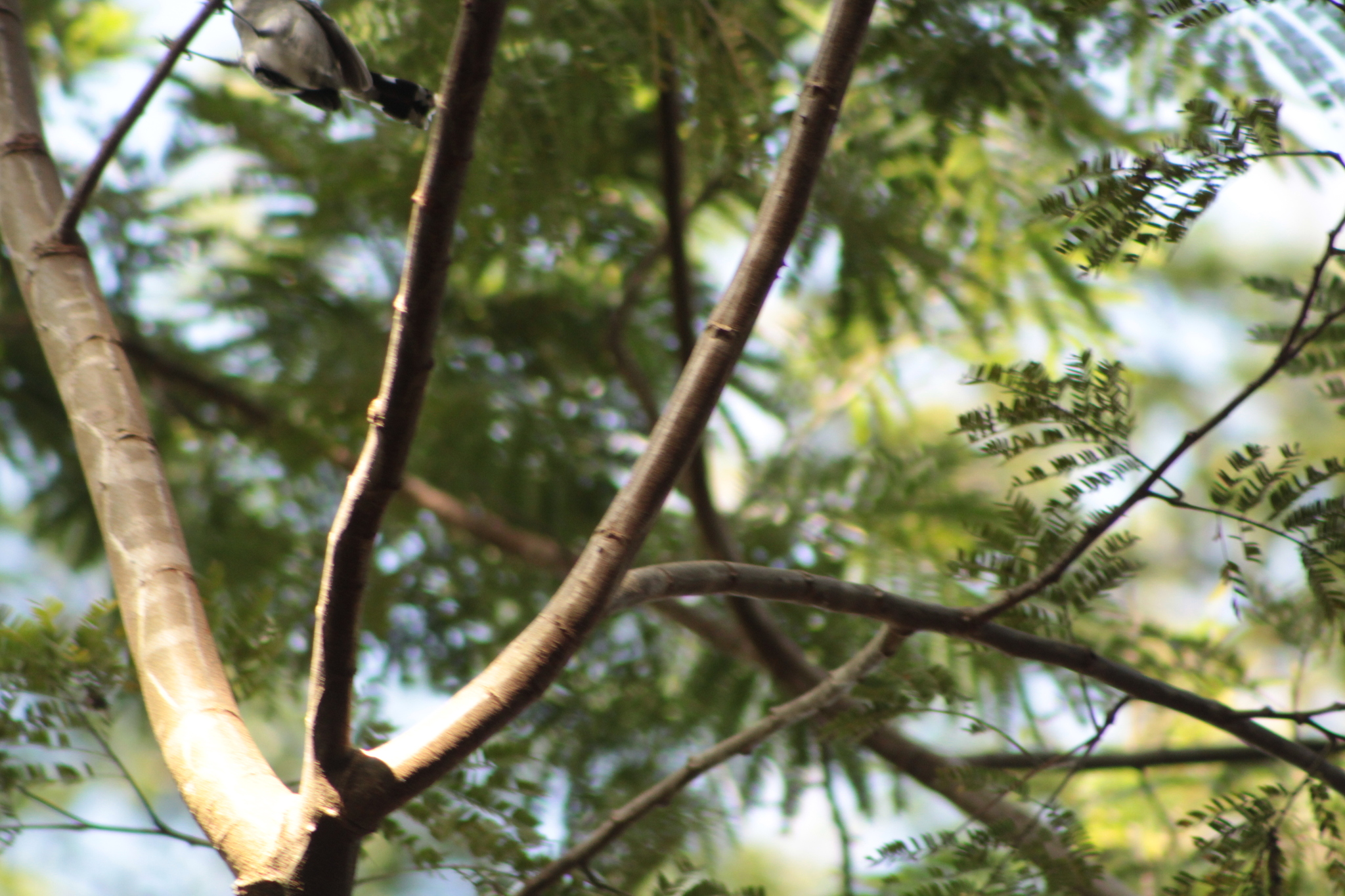 Planalto Slaty Antshrike (Thamnophilus pelzelni), photo 8