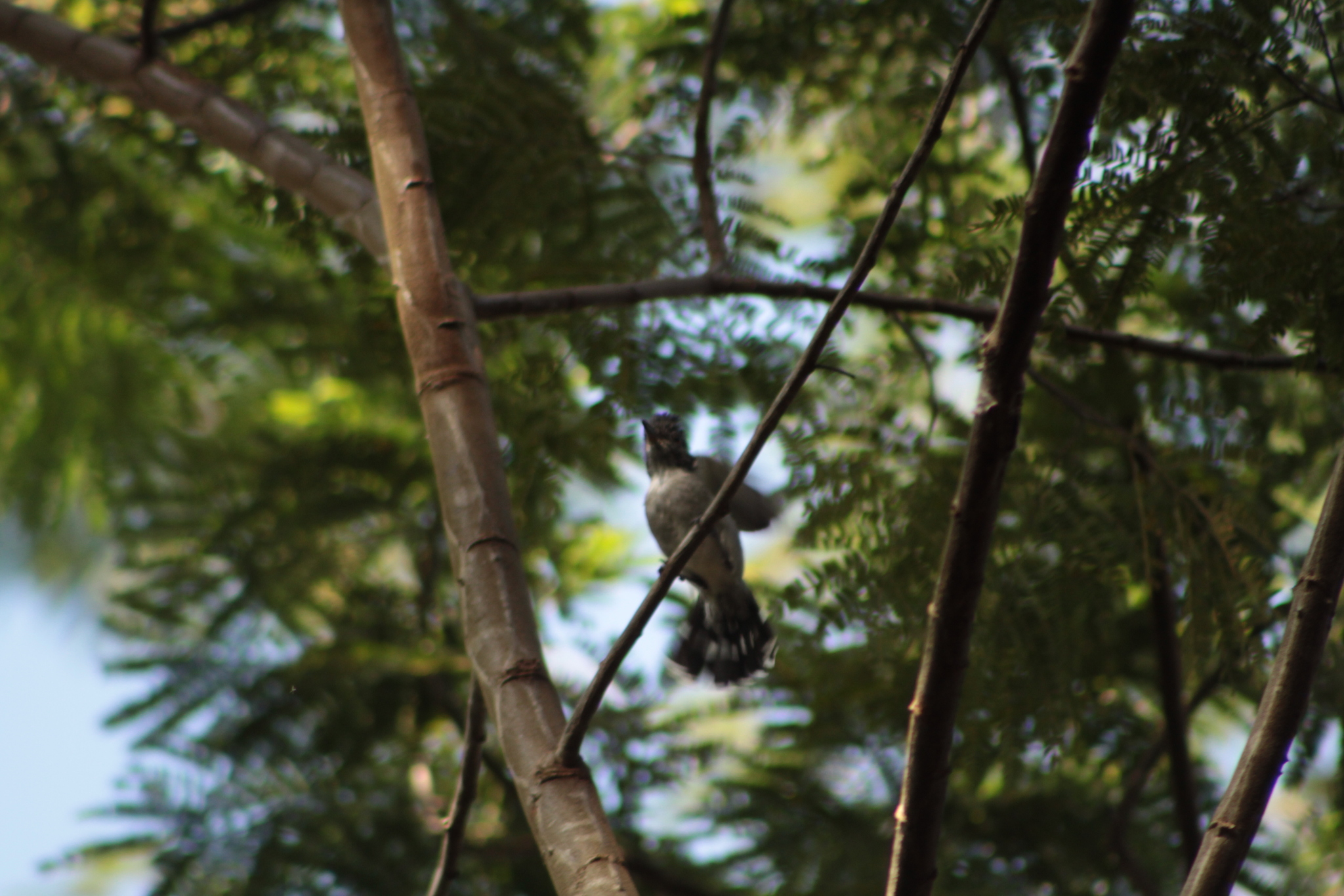 Planalto Slaty Antshrike (Thamnophilus pelzelni), photo 9