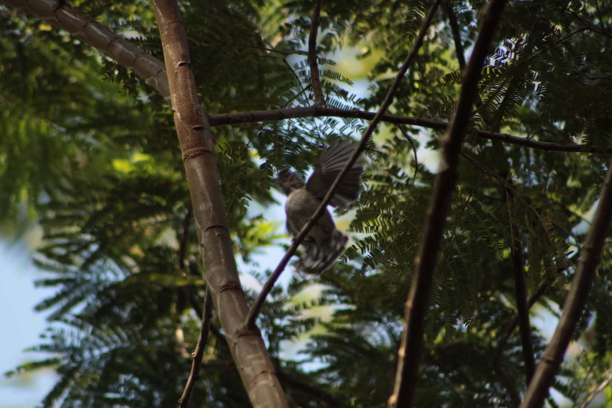 Planalto Slaty Antshrike (Thamnophilus pelzelni), photo 7