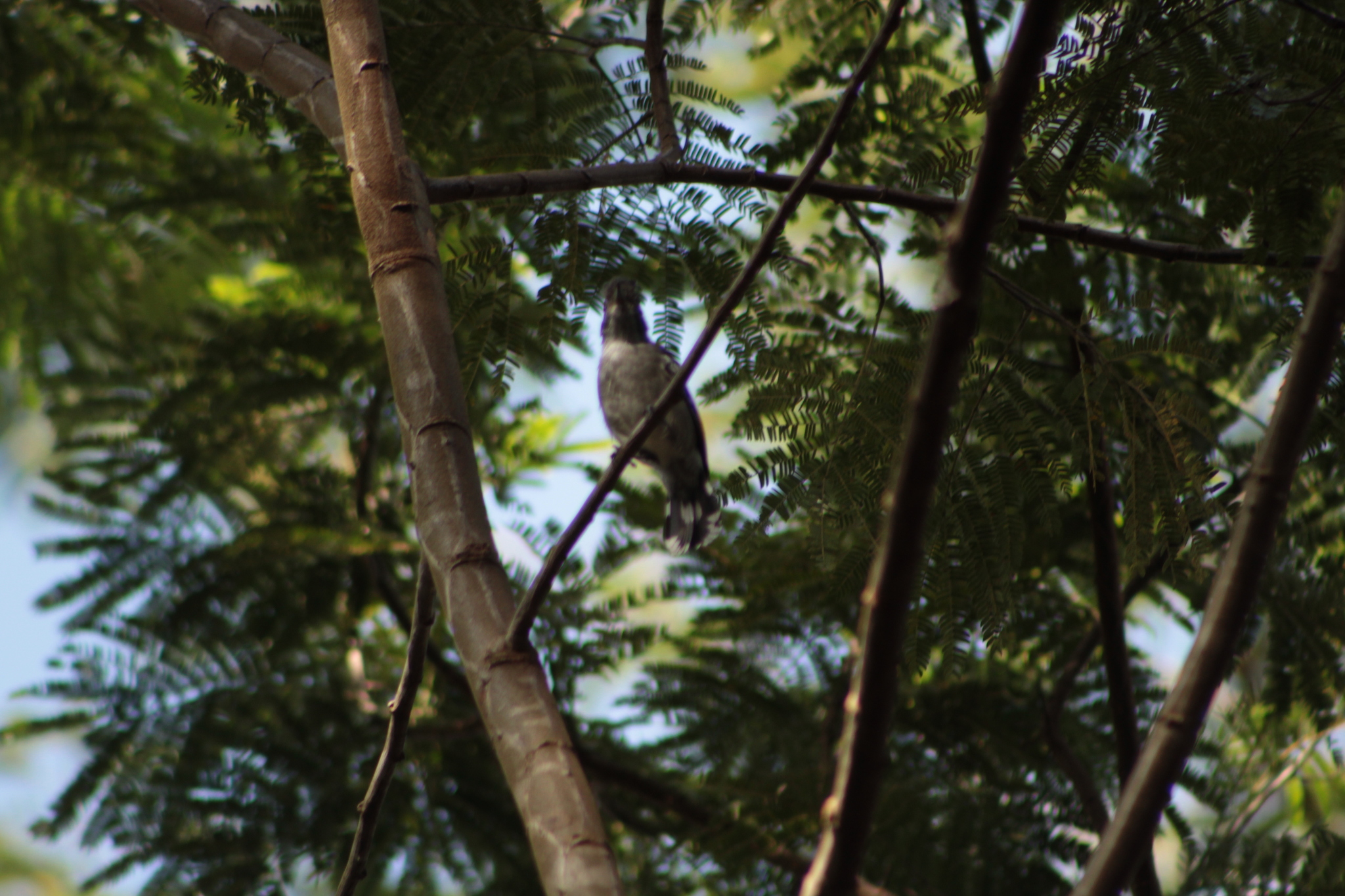 Planalto Slaty Antshrike (Thamnophilus pelzelni), photo 6