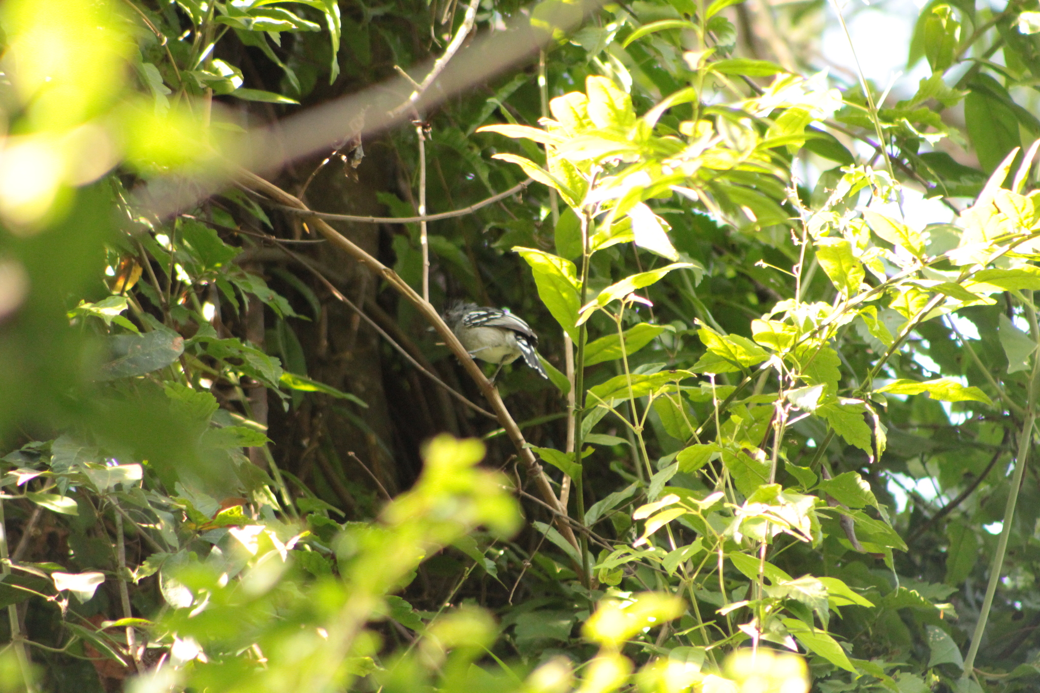 Planalto Slaty Antshrike (Thamnophilus pelzelni), photo 5
