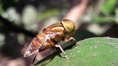 Eristalinus