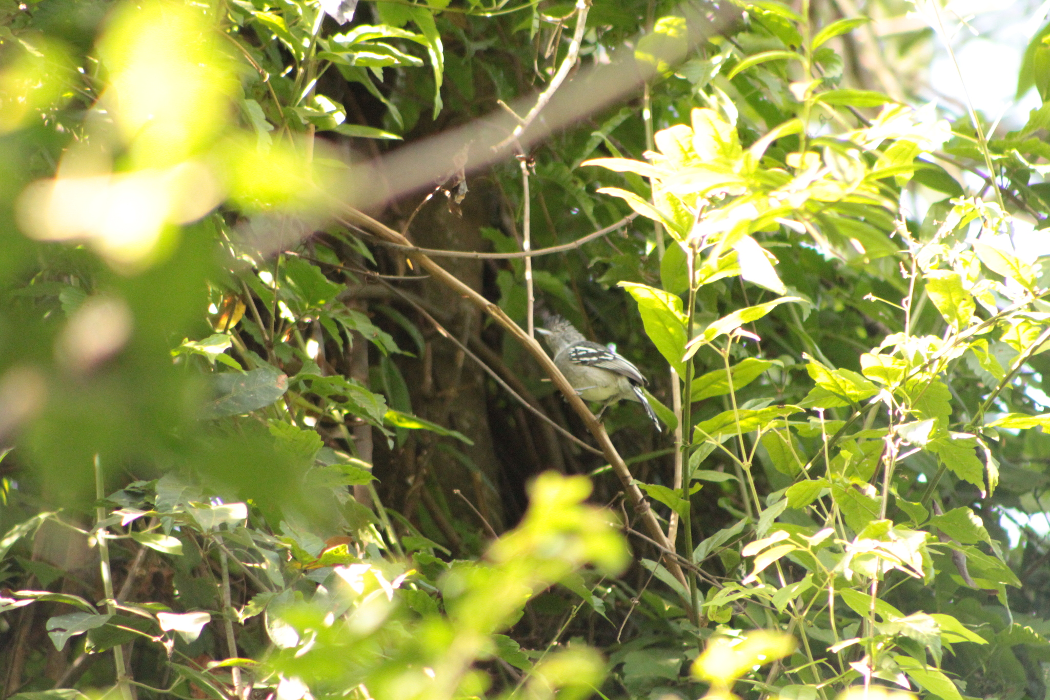 Planalto Slaty Antshrike (Thamnophilus pelzelni), photo 4