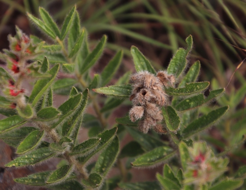 Image of Acalypha caperonioides by (c) Tony Rebelo, some rights reserved (CC BY-SA)