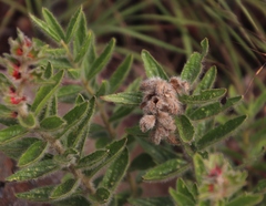 Acalypha caperonioides galpinii