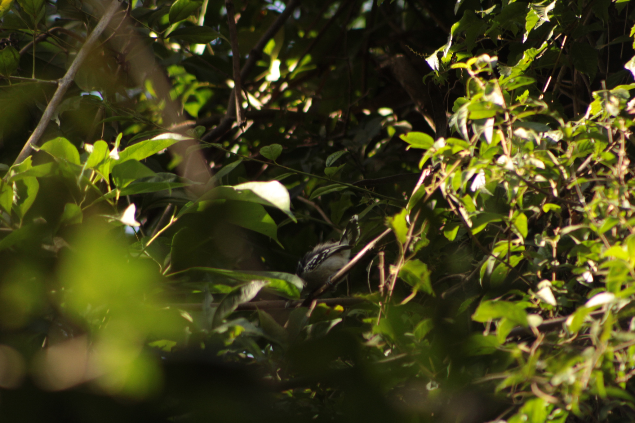Planalto Slaty Antshrike (Thamnophilus pelzelni), photo 10