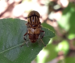 Eristalinus