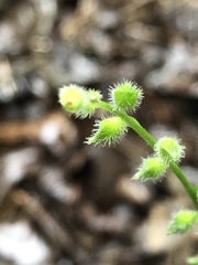 Myosotis macrosperma