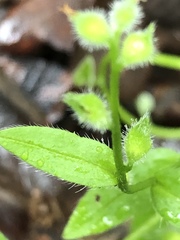 Myosotis macrosperma