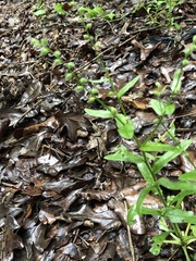 Myosotis macrosperma