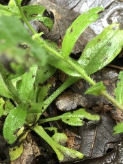 Myosotis macrosperma