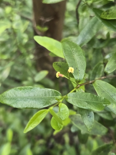 Alyxia stellata observed 2026-05-10