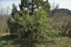 Pyrus elaeagrifolia