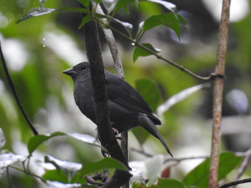 Uniform Finch
