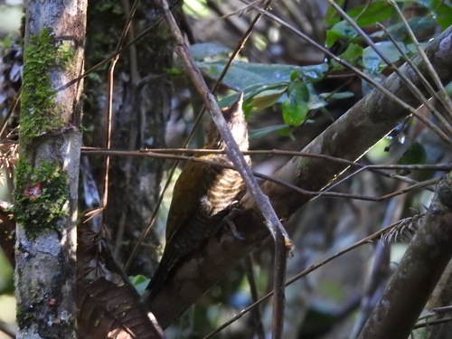 Yellow-eared Woodpecker