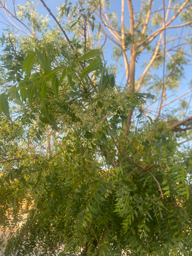 Neem