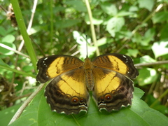 Junonia terea terea