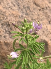 Cleome rubella